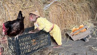 CUTIS Farmer rickshaw harvest eggs sell buy medicine for dad
