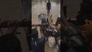 #kalapoot #shortsvideo #explorepage #trend #viral #explore #malappuram #reels #tiktok #bull #cow