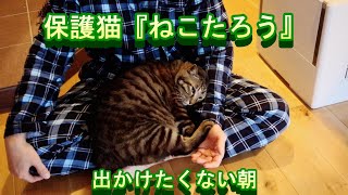 保護猫ねこたろう　出かけたくない朝　 #保護猫 #ねこたろう #猫 #ネコ #cat #sheltered_cat #stray_cat