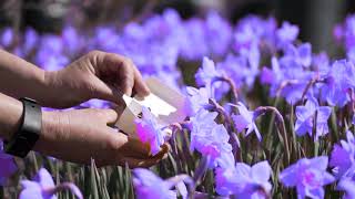 Annual Memorial Butterfly Release