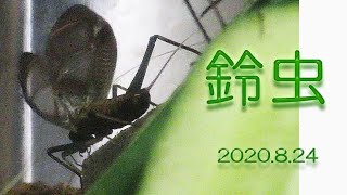 鈴虫を飼っています。2020.8.24