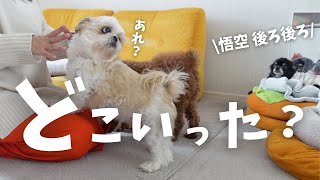 寝正月。一生懸命に探す様子が可愛いすぎるwww～多頭飼い～チワ シーズー ミニチュアピンシャー トイプードル