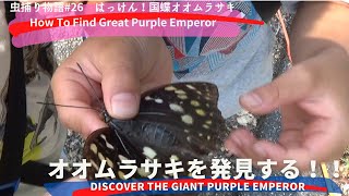 🌸🦋 自然の宝：オオムラサキの優美な舞と美しい色彩に魅了される！🔍🍃　How to Find Great Purple Emperor　【 Insect catching 】#26