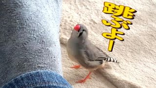 【文鳥。キンカチョウ】あずきの可愛い仕草