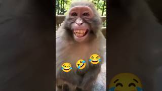 बिल्ली_ने_पादा 😂🤣😂#animals #monkey #cat #cute #reelitfeelit #reels #ytshorts #realfools #shorts