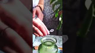 Как реанимировать ОРХИДЕЮ если корни сухие #просто #plant #flower #flowerplant #gardening