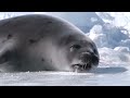 ifaw seal hunt 2008