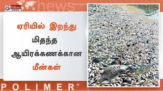 ஏரியில் செத்து மிதந்த மீன்களை அப்புறப்படுத்தும் பணி தொடக்கம் | #Chennai | #DeadFish