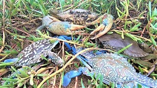 暴雨前夕猛货躲进海草下避浪，被赶海的阿明撞见，直接一窝全端了