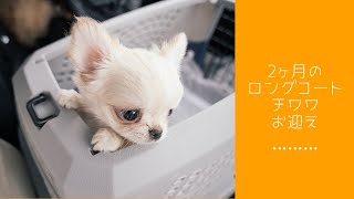 【子犬】チワワのお迎え動画【ロングコートチワワ】