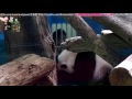 20160818圓仔享受雙人愛的抓抓 the giant panda yuan zai