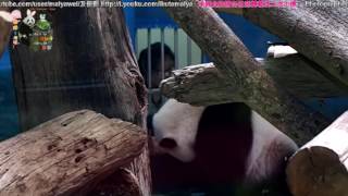 20160818圓仔享受雙人愛的抓抓 The Giant Panda Yuan Zai