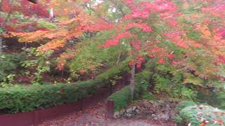 大本山永平寺直末光明寺　紅葉　兵庫県