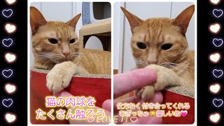 むぎっちゅ☆猫ちゃんの肉球をたくさん触ろう☆