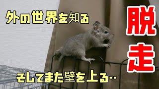 【デグー】脱走された！ / Degu escape