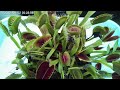 22 食虫植物の観察ライブ ハエトリソウの捕虫 あなたは目撃者 2022 09 02 carnivorous plants venus flytrap live