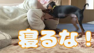 【ミニピン】ジロ、昼寝をする者は決して許しません【子犬5ヶ月】【ミニチュアピンシャー】