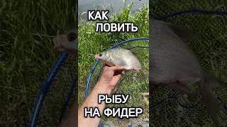 Как ловить рыбу на фидер? #рыбалка #fishing #фидер #feeder #carpfishing #поплавок #лещ