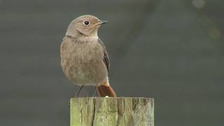 Black Redstart