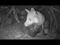 fox mother and cub inside den discover wildlife robert e fuller