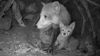 Fox Mother and Cub Inside Den | Discover Wildlife | Robert E er