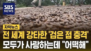 전 세계 강타한 '검은 점 충격'…모두가 사랑하는데 \