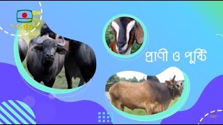 প্রাণী ও পুষ্টি - নারায়ণগঞ্জের, আড়াইহাজার উপজেলার, লেংগুরদি গ্রাম | Prani o Pusti