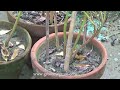 how to grow and care stevia plant at home stevia plant for diabetes a herbal plant