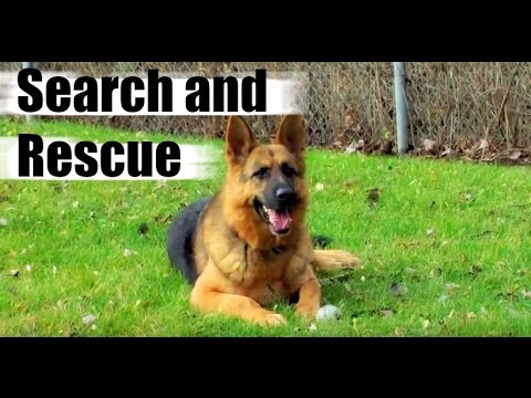 How do Police Train Dogs like German Shepherd Edge for Drug Search and Rescue? How do Police Train Dogs like German Shepherd Edge for Drug Search and Rescue?