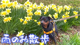 雨の中の散歩は水仙が綺麗でした【ミニピン】