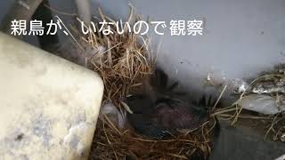 🐣雛が❗🐤Record 2🐥つばめたった3日で、#燕 #燕の巣 #巣作り