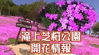 滝上町芝桜公園2019/5/25