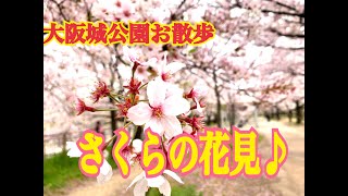 大阪城公園お散歩花見《ボッチのワクワク探訪記》