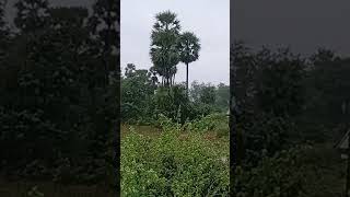 వాన దేవుడా నీకు దండం ఒక నిమిషం ఆగేలా🌧️☁️🙏🙏...