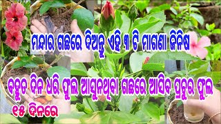 ମନ୍ଦାର ଗଛରେ ବହୁତ ଦିନ ଧରି କଢ଼ ଆସୁନଥିଲେ ଏହି ୩ଟି ଜିନିଷ ଦେଇଦେଖନ୍ତୁ ll ୧୫ ଦିନରେ ଗଛଟି କଢ଼ ଓ ଫୁଲରେ ଲଦି ହେବ