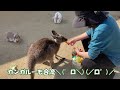 【トリアスふれあい動物園】動物ふれあいno 1in福岡～貸し切ってみた ～