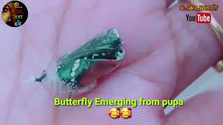 Butterfly Emerging from pupa in my hand|| என் கையில் பிறந்த வண்ணத்துப்பூச்சி