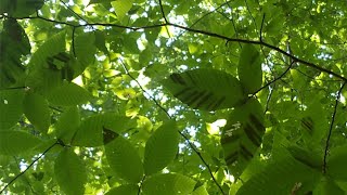 Coastal Mountains Land Trust Series: Beech Leaf Disease and Other Pathogens Changing Maine's Forests