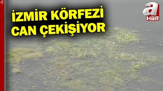 İzmir Büyükşehir Belediyesi'nden Çevre Felaketi! Kirli Atık Su Körfeze Deşarj Edildi l A Haber