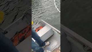 Walleye In Minocqua Lake Chain