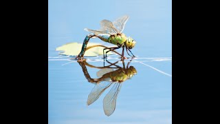 Dragonflies - a talk by Steve Palin