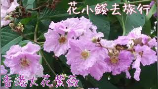 香港大花紫薇開花@香港賞花2021 Lagerstroemia speciosa，Hong Kong