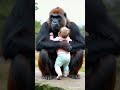 baby and gorilla hug gorillababy cute animals gorilla baby