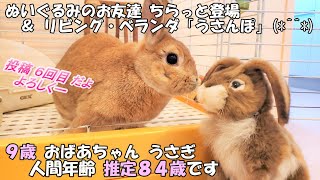 うさぎのメープル へやんぽ「ぬいぐるみのお友達が」 ＆ 「ベランダ」出たよ のほほん おばあちゃんです【No006】