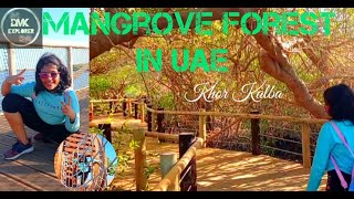 Khor Kalba Mangrove centre| Mangrove Centre in UAE | Sharjah -UAE|DMKEXPLORER