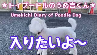 入りたいよ〜 ★トイプードルのうめ吉くん（799日目)★Umekichi Diary of Poodle Dog