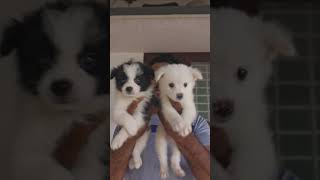 പൊമേറിയൻ പപ്പീസ് അവൈലബിൾ 9526074964 #trending #pets #cuteanimal #youtubeshorts #doglover #cutedog