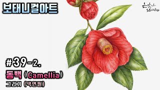 Flower Drawing Camellia | 동백꽃 색연필 그리기 | 꽃그림 배우기 39-2