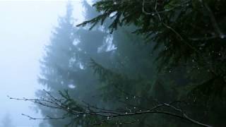 Sounds for Deep Sleep, Relaxation 10 Hours / Rain in Spruce Forest, Fog, Swaying Branches in Wind