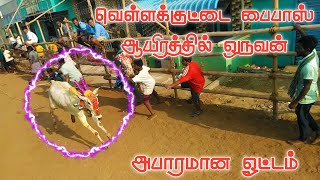 வெள்ளக்குட்டை பைபாஸ் ஆயிரத்தில் ஒருவன் அபாரமான ஓட்டம் || Jallikattu Kaalai ||